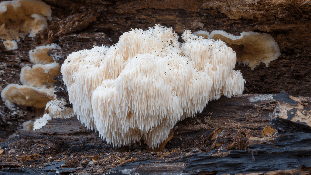 weirdest mushrooms lions mane