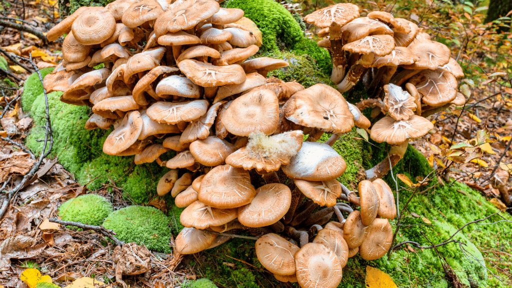 wild honey mushrooms and moss