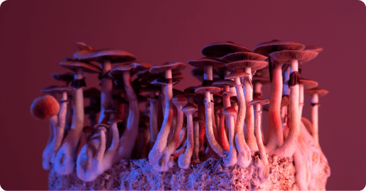 Psilocybin Header