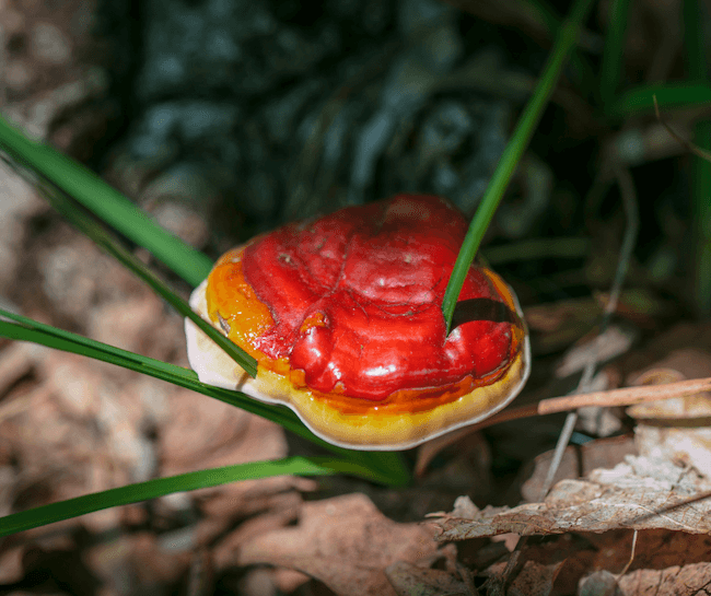 red reishi mushroom with yellow border