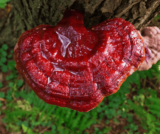 bright red reishi mushroom growing in wild