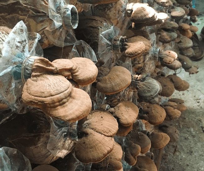 Reishi mushroom in bags farm setup 