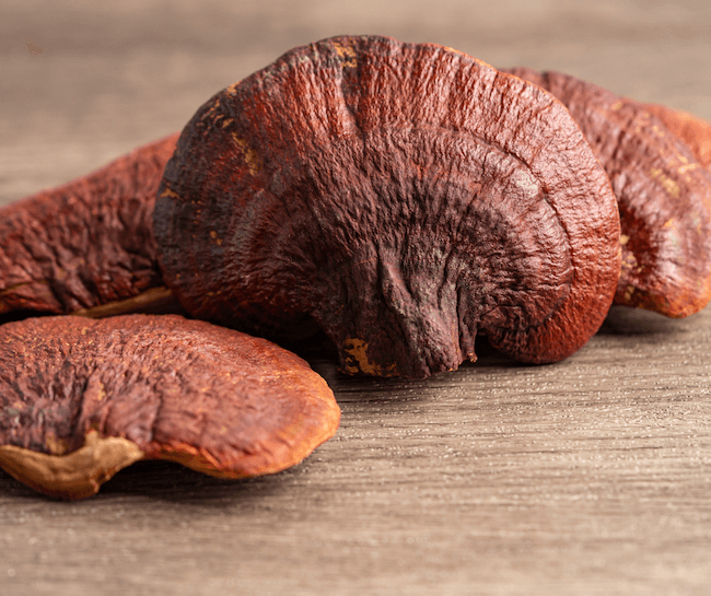 Closeup of a red reishi mushroom