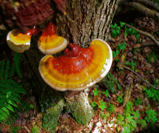 Bright red reishi on a stump
