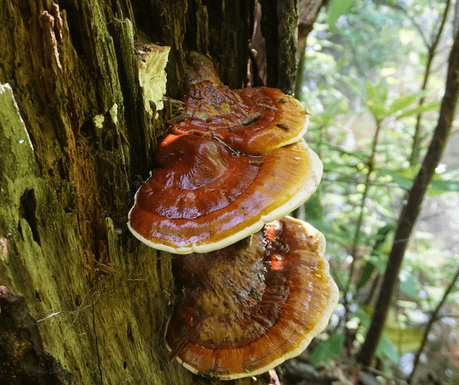 red reishi mushroom in the wild
