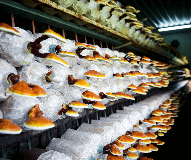 mass produced reishi mushrooms in grow bags