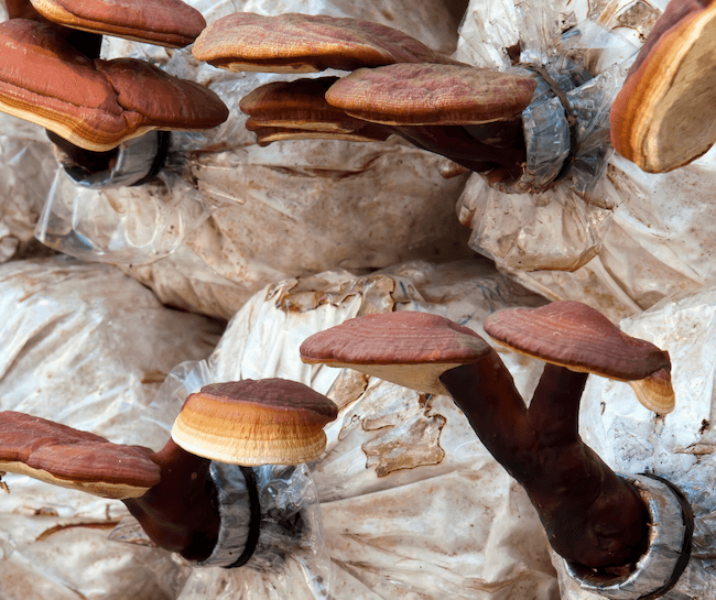 mass produced reishi mushrooms in bags