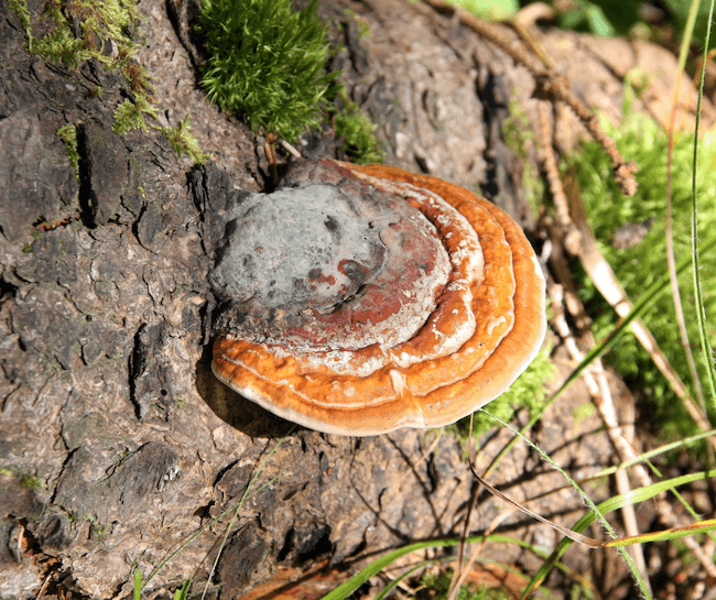 small reishi mushroom on a stump