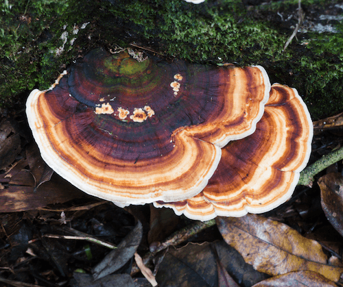 purple and orange turkey tail on mossy log