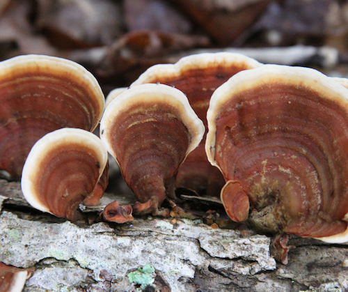 red and brown turkey tail with white stripe