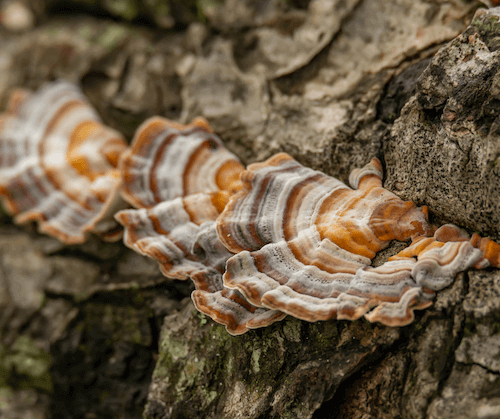 orange and red turkey tail on log