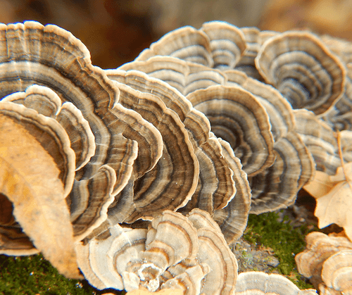 tan and beige turkey tail mushroom