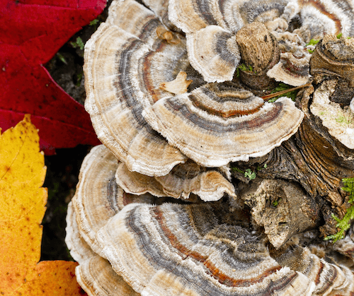 turkey tail mushrooms high in beta-glucan