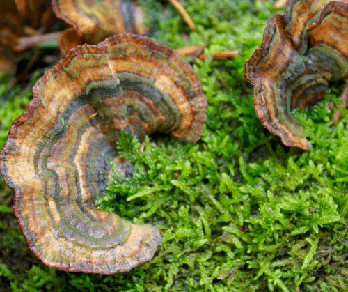 multicolor turkey tail with green stripes