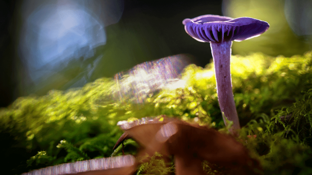 Weirdest Mushrooms amethyst deceiver