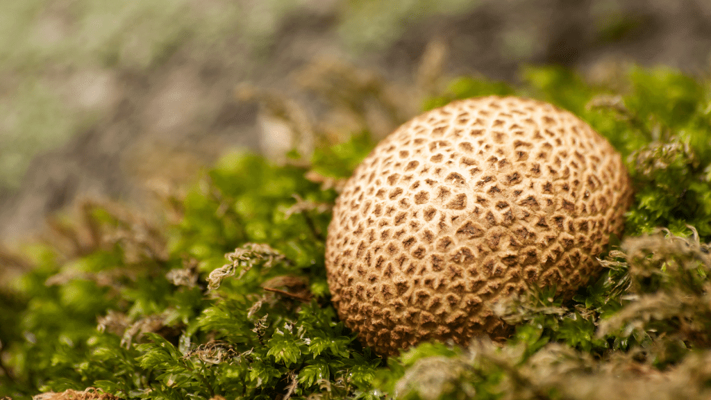 Weirdest Mushrooms puff ball