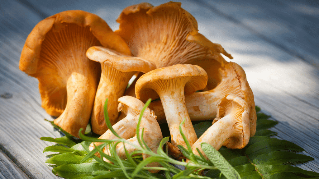 chanterelle mushrooms