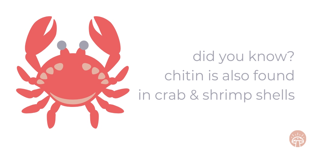 chitin found in crab shells graphic