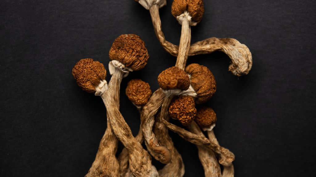dried microdose mushrooms