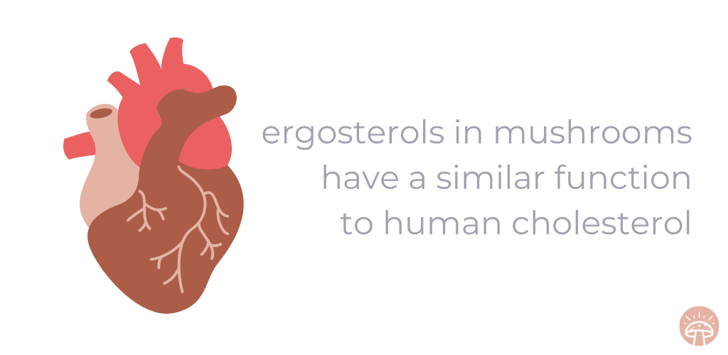 ergosterols cholesterol graphic