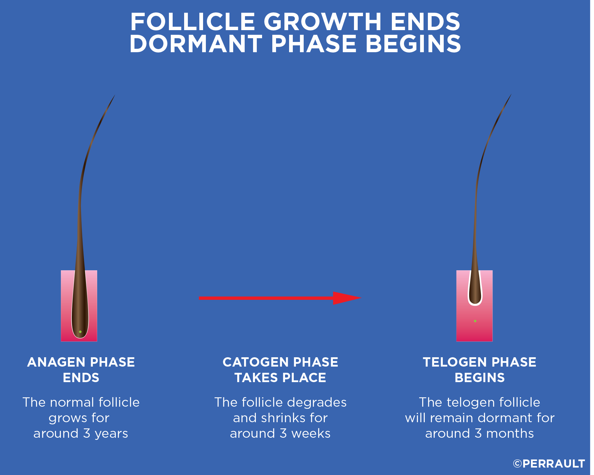 hair growth cycle infographic