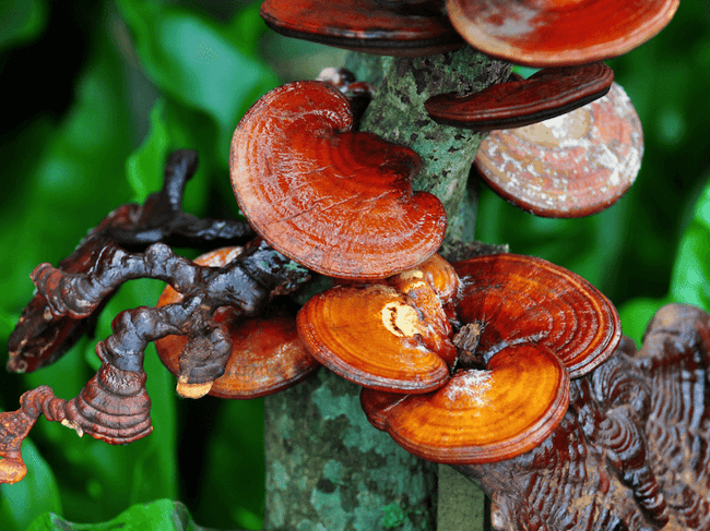 red reishi medicinal mushrooms in the wild