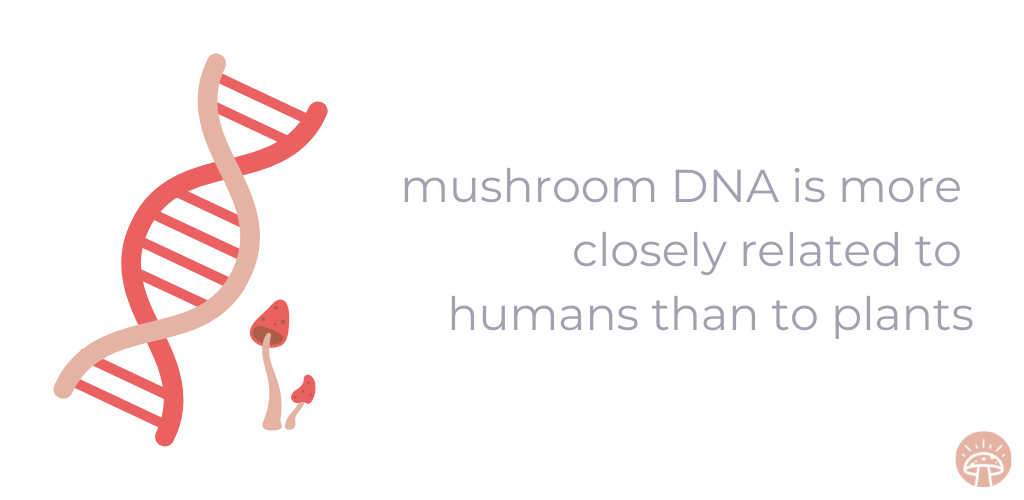 mushroom dna humans vs plants graphic