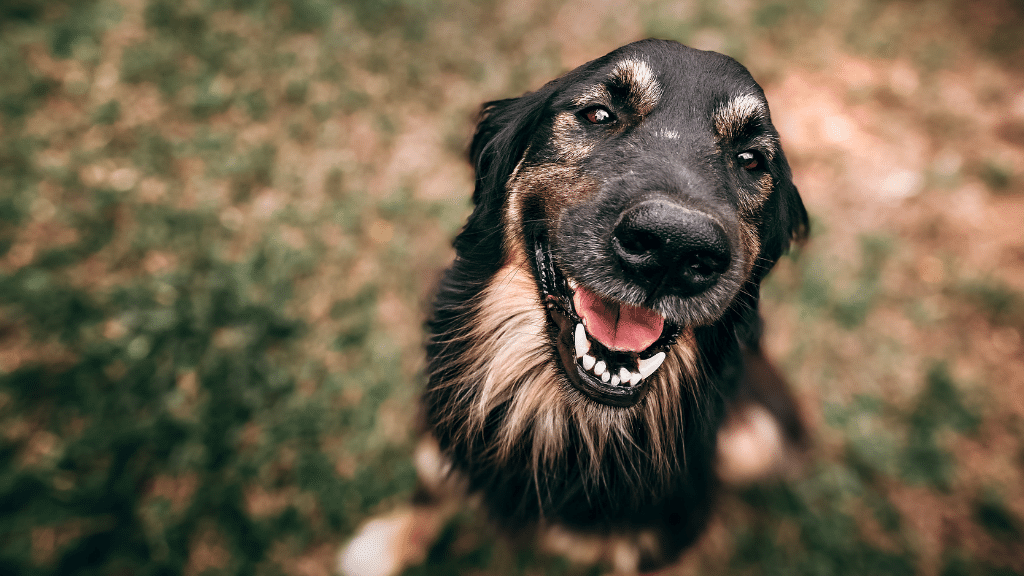 mushrooms for dogs