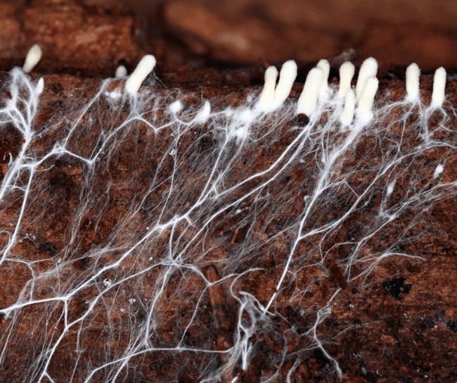 mycelium images 11