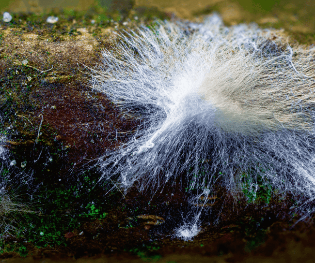 mushroom mycelium