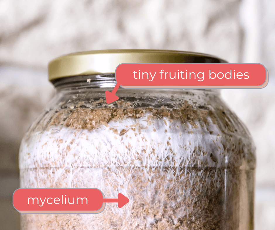 mycelium vs fruiting body graphic