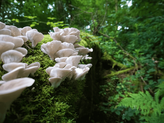 oyster mushrooms in the woods