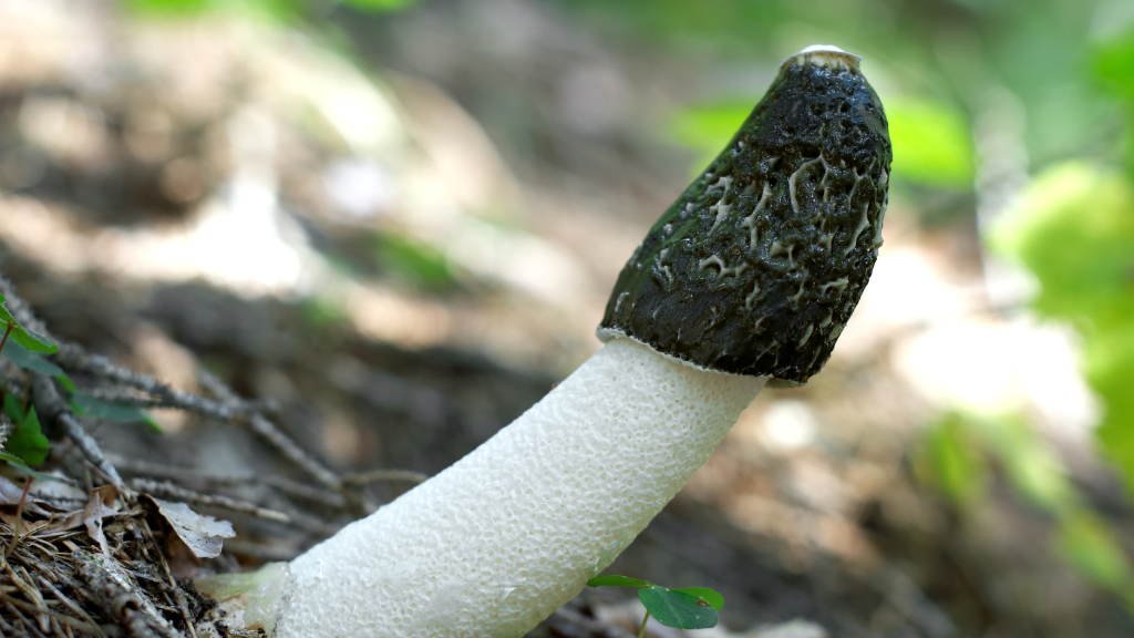 stinkhorn mushroom erect