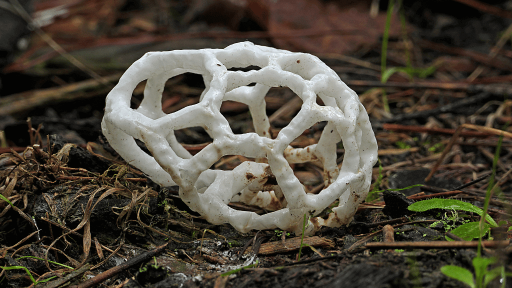 weirdest mushrooms basket fungi