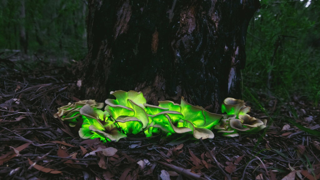 weirdest mushrooms biolumenescent fungus
