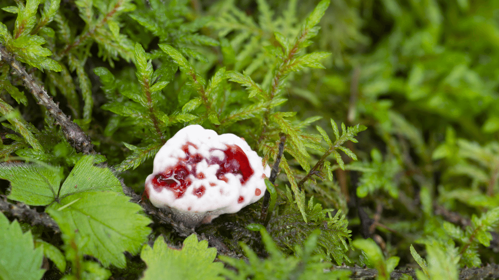 weirdest mushrooms bleeding tooth