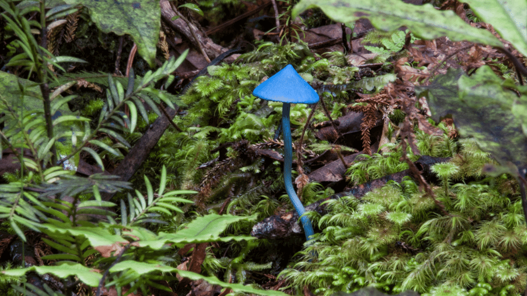 weirdest mushrooms blue pinkgill
