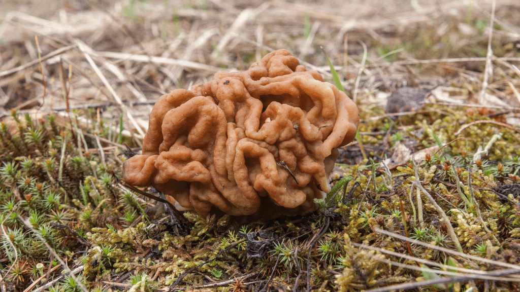 weirdest mushrooms brain mushroom