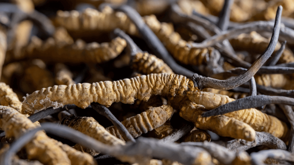 weirdest mushrooms cordyceps militaris