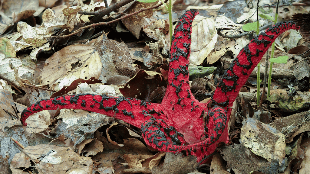 weirdest mushrooms devils fingers