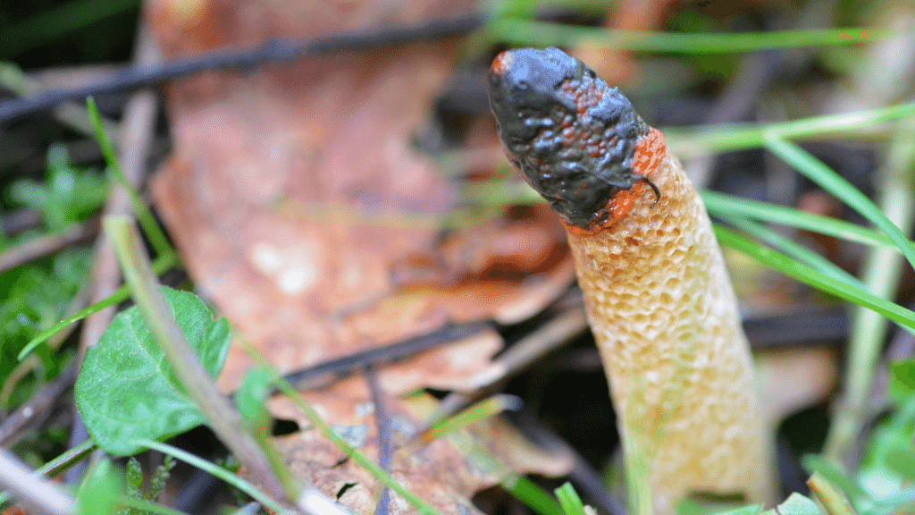 weirdest mushrooms dog stinkhorn