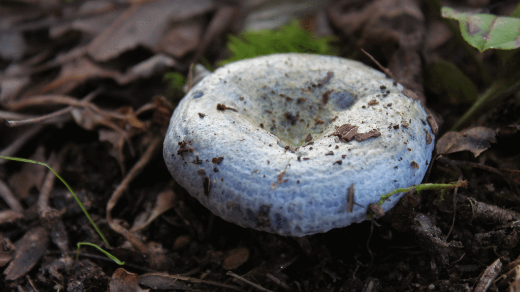 weirdest mushrooms indigo milk cap