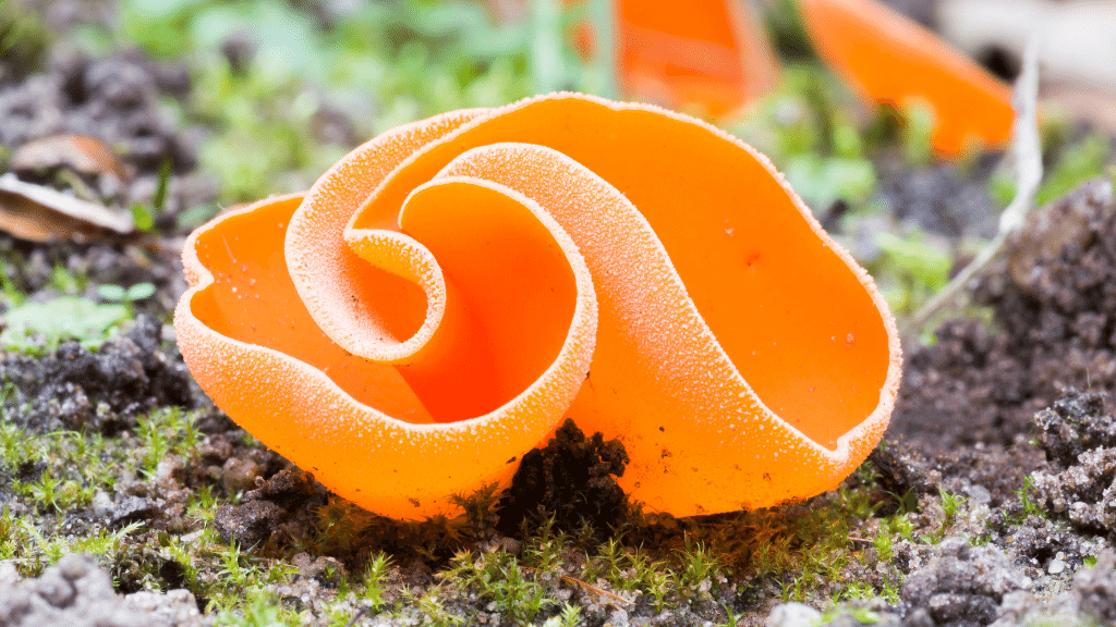 weirdest mushrooms orange peel fungus
