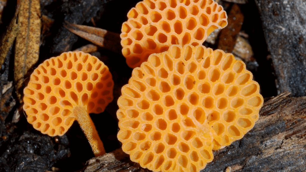 weirdest mushrooms orange pore fungus