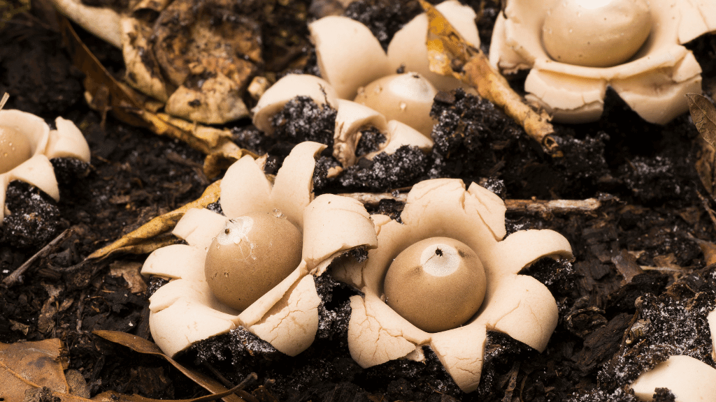 weirdest mushrooms rounded earthstar