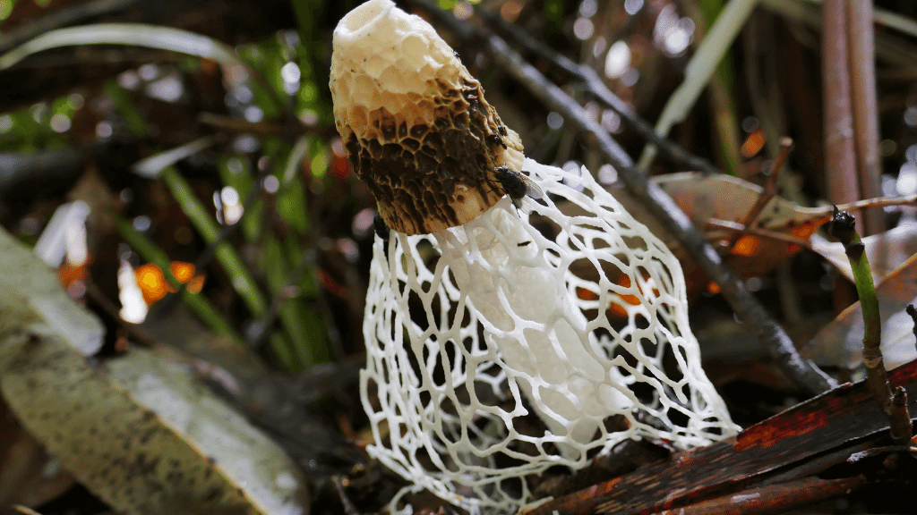 weirdest mushrooms veiled lady