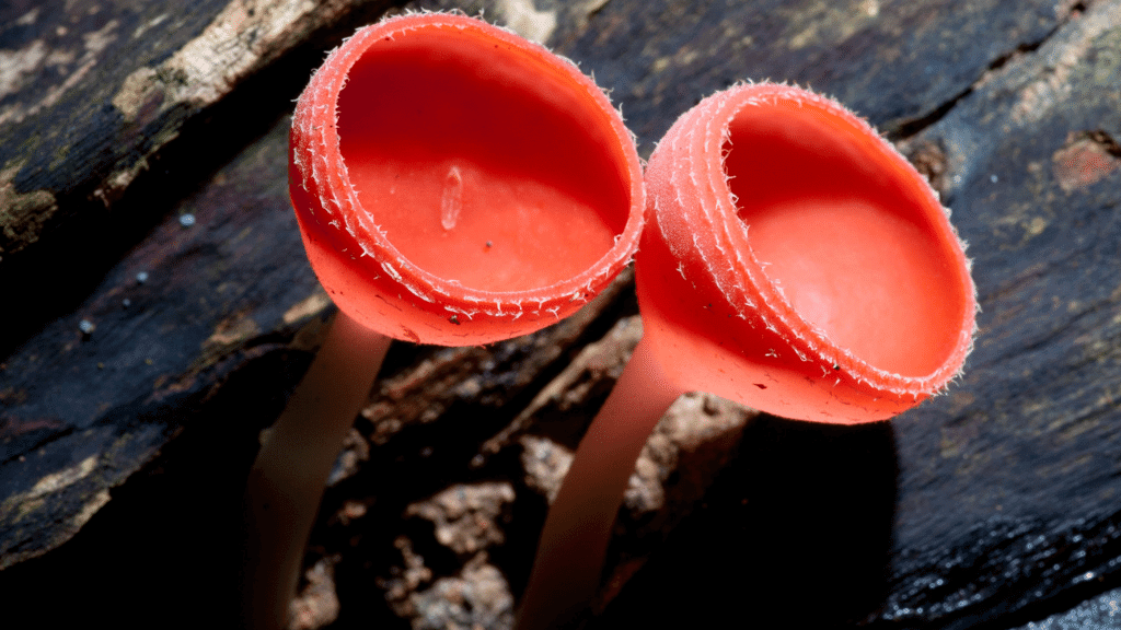 weirdest mushrooms wine glass fungus