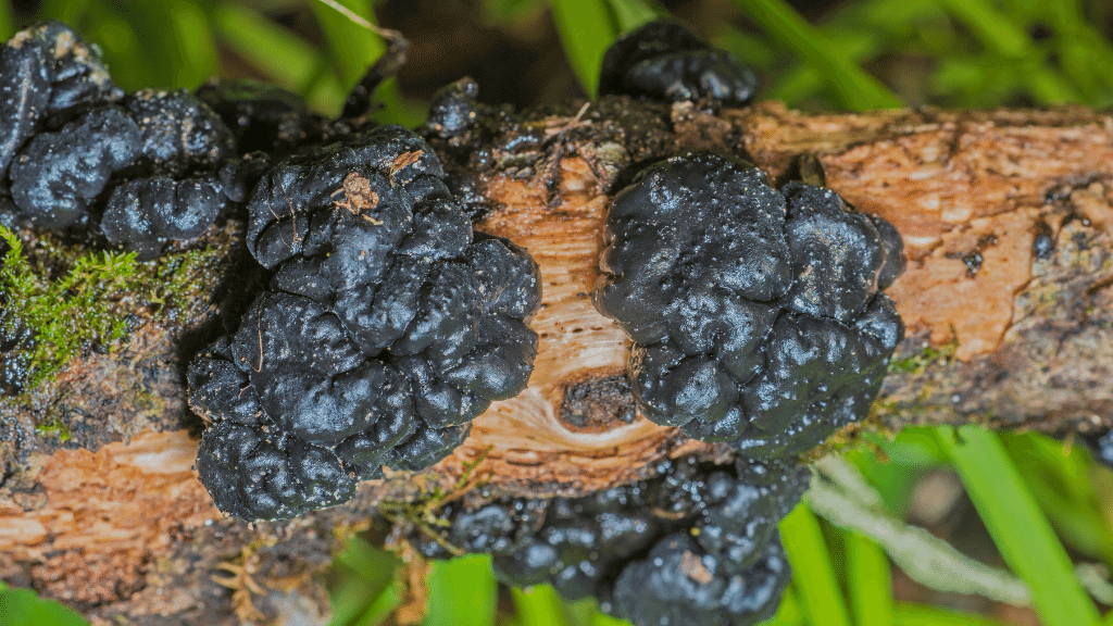 weirdest mushrooms witches butter