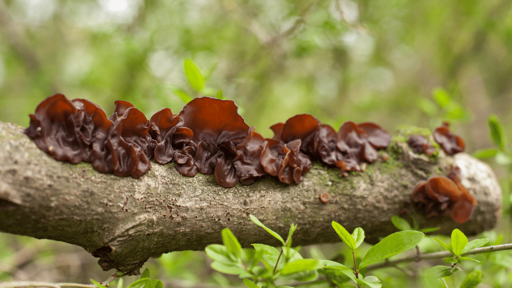 weirdest mushrooms wood ear