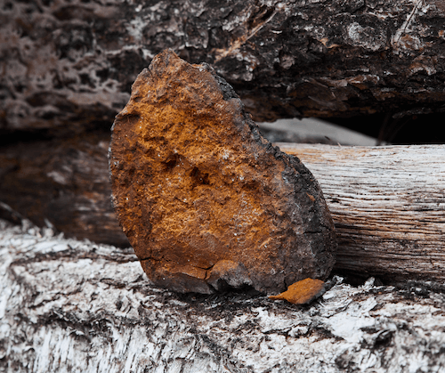 Chaga mushroom on a log
